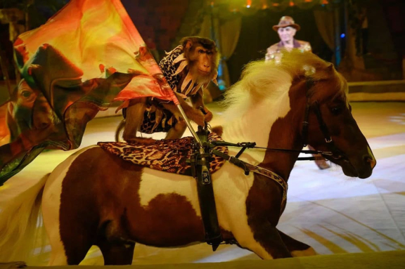 &Tcy;&rcy;&ocy;&pcy;&icy;&kcy; &shcy;&ocy;&ucy;