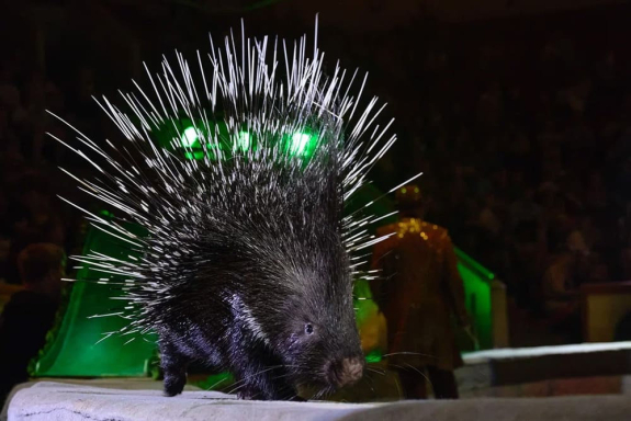 &Tcy;&rcy;&ocy;&pcy;&icy;&kcy; &shcy;&ocy;&ucy;