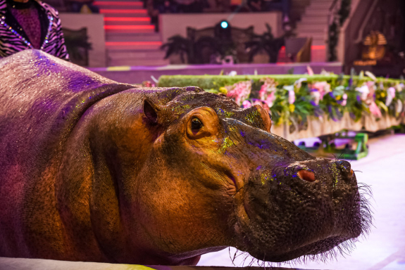 &Tcy;&rcy;&ocy;&pcy;&icy;&kcy; &shcy;&ocy;&ucy;