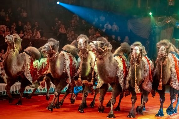 &Tcy;&rcy;&ocy;&pcy;&icy;&kcy; &shcy;&ocy;&ucy;